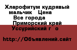 Хларофитум кудрявый мальчик › Цена ­ 30 - Все города  »    . Приморский край,Уссурийский г. о. 